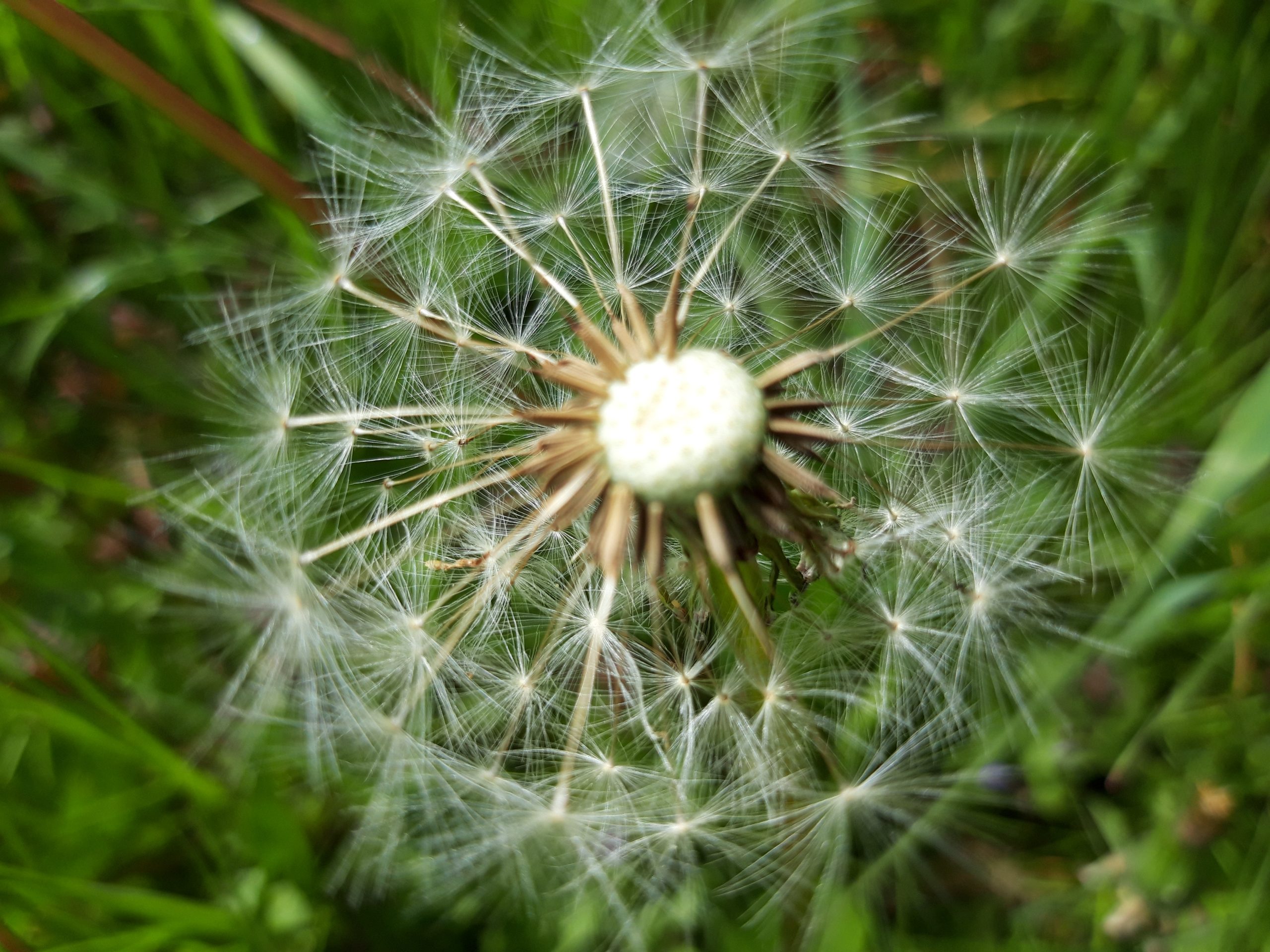 Biodanza voor Speciale Doelgroepen