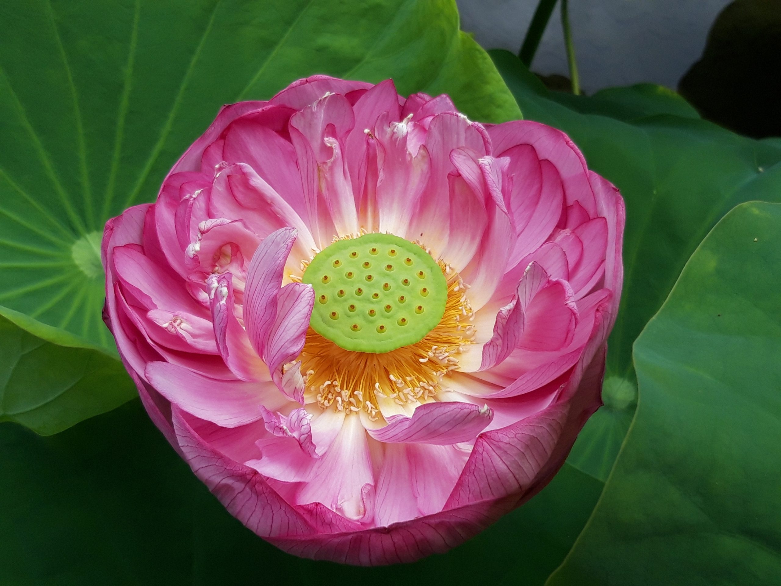Lotus